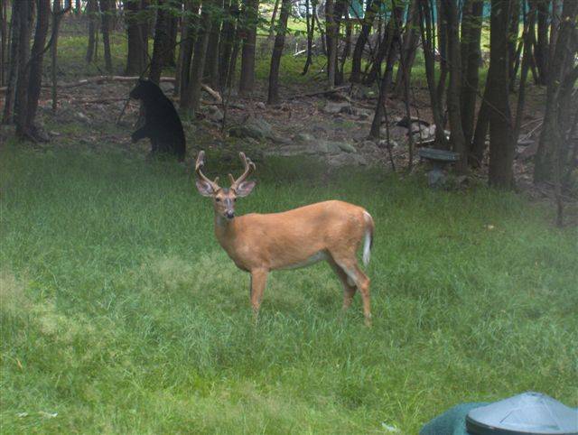 Albrightsville vacation rental